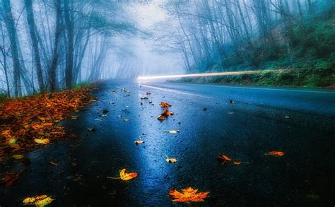 1080p Free Download Misty Autumn Road In Long Exposure Forest