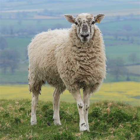 Filehambledon Hill Sheep Wikimedia Commons