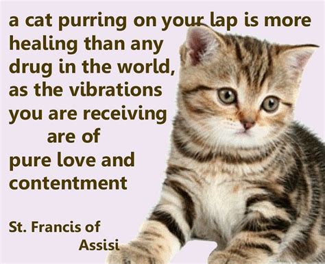 Yes, cats purr when they're content. A cat purring on your lap is more healing than any drug in ...