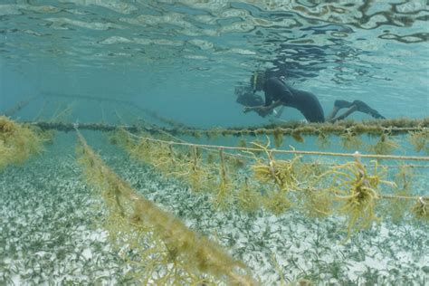 Growing Belize Gold Seaweed Farming As The Future Of Marine