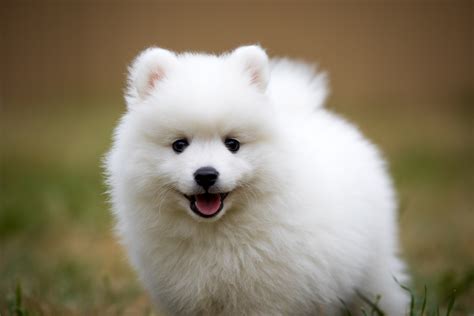 American Eskimo Dog Dog Breed Information Images Characteristics Health