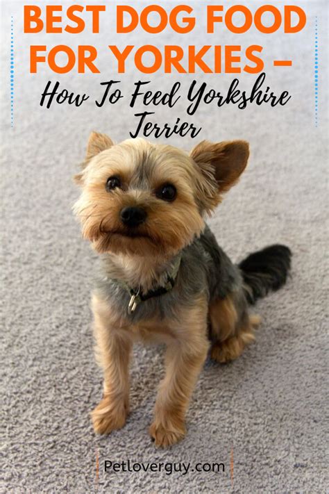 4.1 royal canin yorkie puppy. Best Dog Food For Yorkies - - Pet Lover Guy