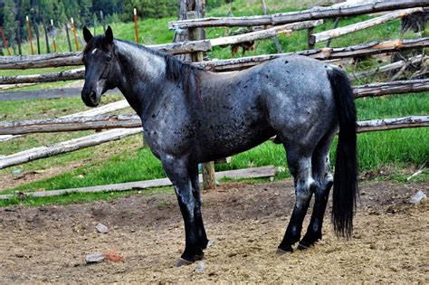 A Gray Horse Standing In Front Of A Wooden Fence