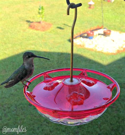 The Best Hummingbird Feeder You Can Buy Mom Files