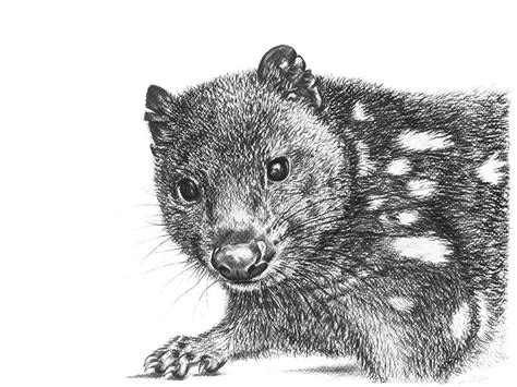 Spotted Tailed Quoll Print Ambergillettart