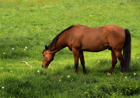 Brown Horse Eating Fresh Grass At Green Meadow Photo And Image Animals
