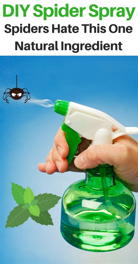 Diy Natural Spider Repellent Keep Spiders Out Of Your Home Spiders