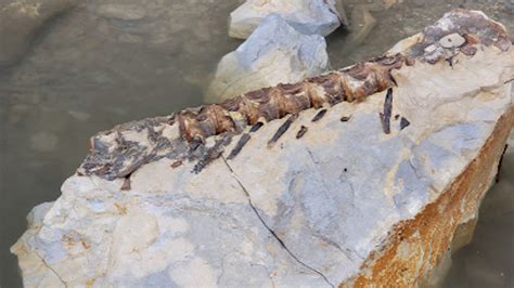 Tournament Angler Catches 90 Million Year Old Fish Fossil Meateater