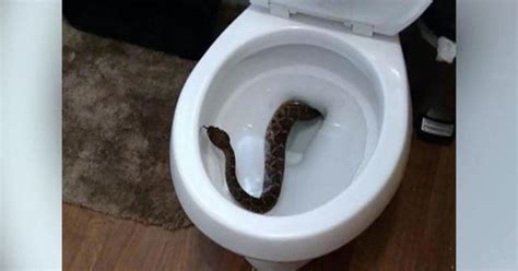 Family Finds Rattlesnake In Their Toilet Videos Cbs News