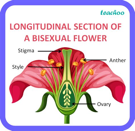 Draw Longitudinal Section Of A Bisexual Flower Label I Anther
