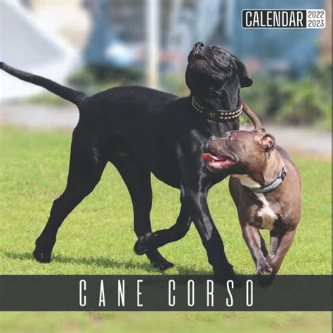 Buy Cane Corso 2022 2023 Official Dogs 2022 18 Month Photo Of Cane