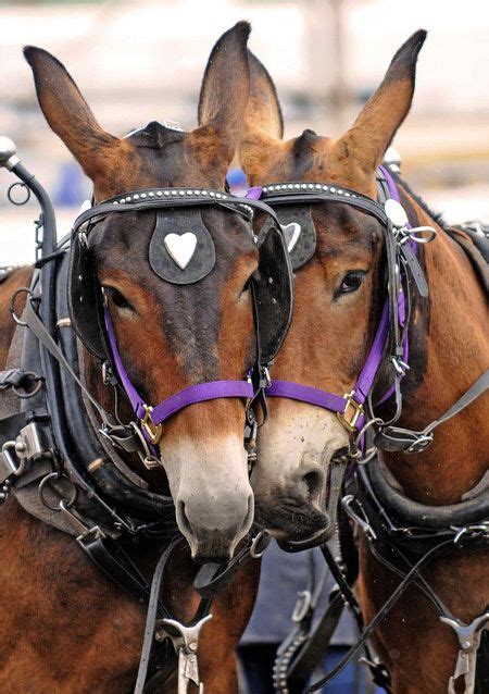 Do you think a mule or a horse is better? Bishop Mule Days: A Rip-Roaring, Mule-Packing, Toe-Tapping ...
