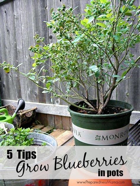 5 Tips To Grow Blueberries In Pots Growing Blueberries Plants