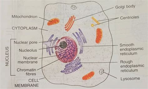 What Is The Cytoplasm Class 9 Definition Characteristics And 6