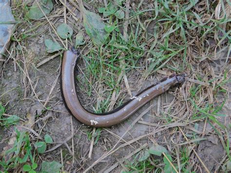 Sargantanes I Dragons Herp Trip R Ptils I Amfibis Als Montes De Le N L Herpetofauna Cabreiresa