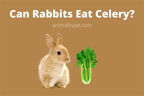 Can Rabbits Eat Celery? - Animal Hype