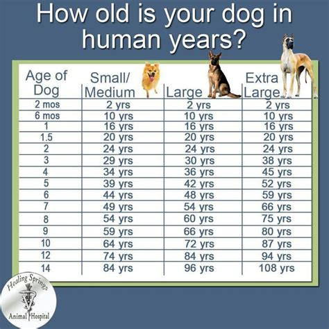 Some changes in your pet's behaviour, such as slowing down, sleeping more and being a bit. Dog-human years ^.^ | Paws | Pinterest
