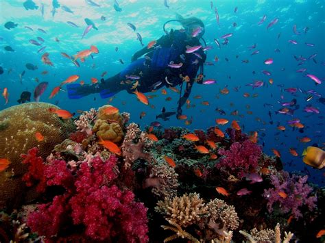 Scuba Diving And Snorkelling Spots In Fiji Travel Tips