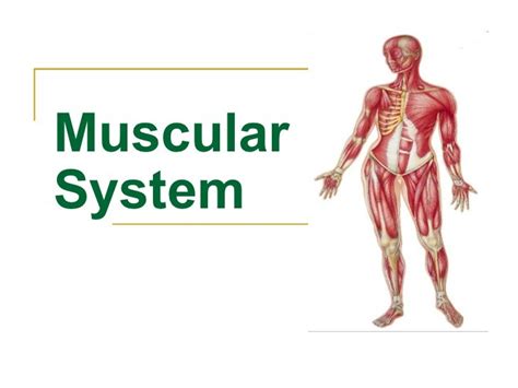 Explain Muscular System