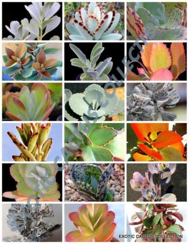 Rare Kalanchoe Mix Flowering Plant Exotic Cactus Flower Succulents Seed