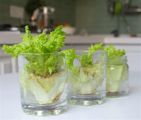 How To Grow Lettuce From Scraps Step By Step