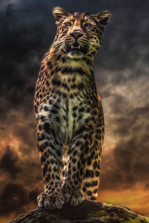 Jaguar By Fotostyle Schindler On Deviantart