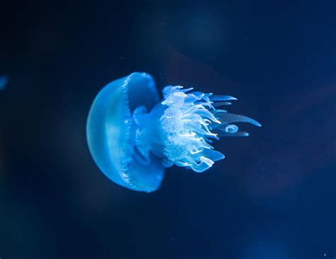 Jellyfish · Free Stock Photo