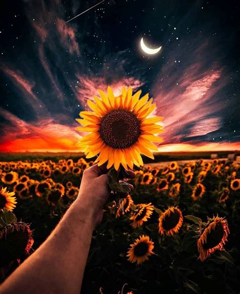 Hermoso Paisajebeautiful Landscape🌻 Sunflower Sunflowers Girasol