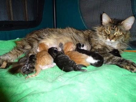 So why is the maine coon such a popular family pet choice? Maine Coon Cat Cost Nz - Baby Pink Kitten Heels