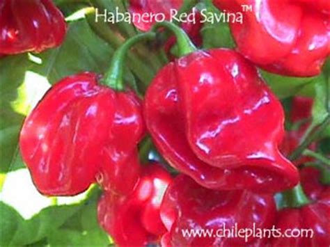 The elements of sweet, salty, sour and bitter can be enhanced by the addition of habanero pepper. ChilePlants.com - HABANERO RED SAVINA® - Live Chile/Pepper ...