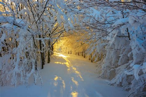 Forest Snow Sunrise Trees Italy Path White Yellow