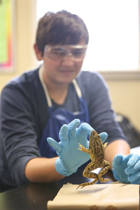 Dissecting Frogs In Biology The Brook Hill School