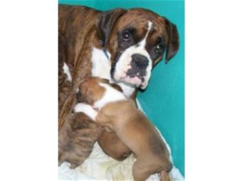 Sometimes, you may find dogs and if you are looking for puppies and dogs for sale or adoption in areas other than eugene, gresham, hillsboro, portland, salem or oregon please use. Boxer Puppies in Oregon