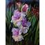 Gladiolus 2019 Oil Painting By Lena Vylusk  Artfinder