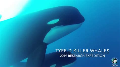 Exclusive Underwater Footage Captured Of Type D Killer Whales Orcinus