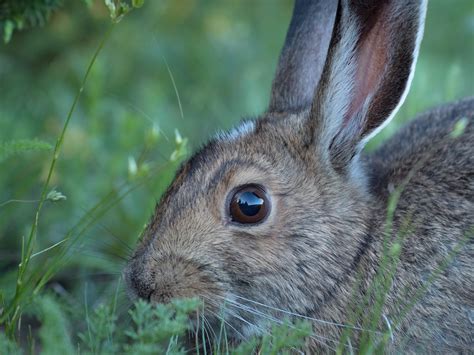 Bunny Eye Care: Rabbit Eye Problems & Treatments - New Rabbit Owner