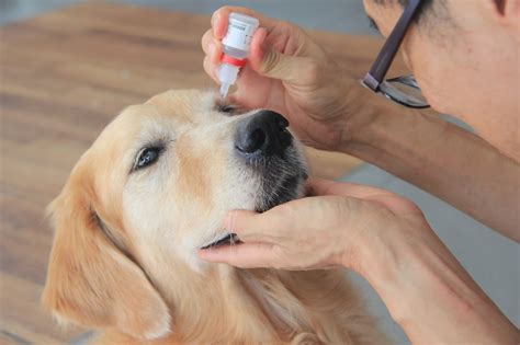Although antibiotic eye drops don't help these conditions, you may need other eye drops, medicine, or treatment. Train N Treat: Helping Your Dog Cope with Something Scary ...