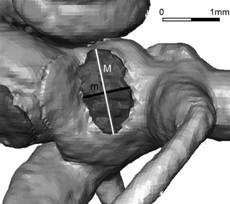 Eocene Paleoecology Of Adapis Parisiensis Primate Adapidae From