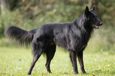 Black Belgian Shepherd Dog Image Desi Comments