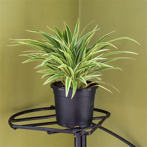 Spider Plant Chlorophytum Comosum Variegated Trivandrumgardentech