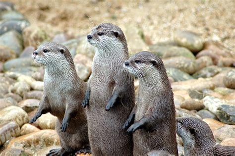 Beautiful Wallpapers For Desktop African Clawless Otter Hd Wallpapers