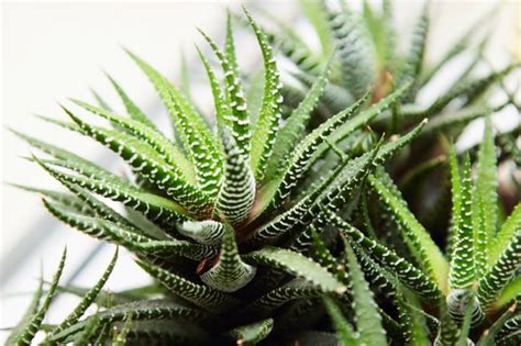 The gel inside its leaves is famously used for soothing burns, but it's more than just a green first aid kit. Hoe verzorg ik de Aloë Vera plant? - Tuincentrum GroenRijk ...