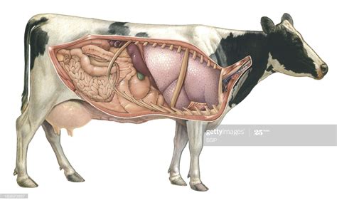 Cow Anatomy Drawing Drawings Anatomy Cow