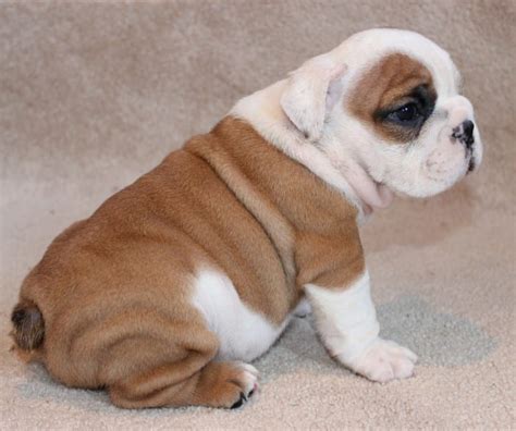 Past French And English Bulldog Puppies Huskerland Bulldogs Akc