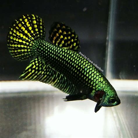 Teen alien #2months #laoalienbetta #ປາກັດເອລ້ຽນ. Full mask wild type green hybrid male this is an old ...