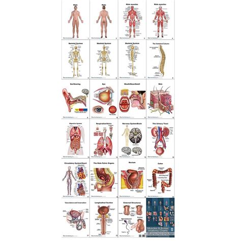 Male Anatomy Flip Charts