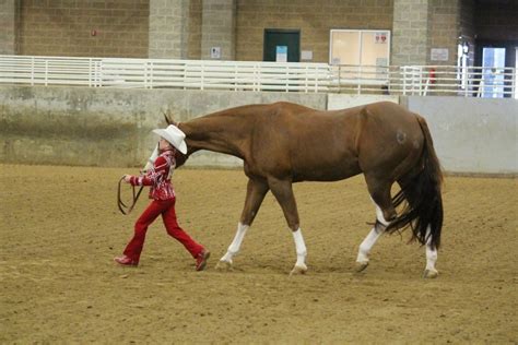 Results And Photos From Utah Paint Horse Show March 22 23 Equine