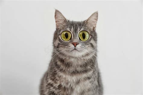 Funny Cat With Big Eyes On Light Background Stock Photo Image Of