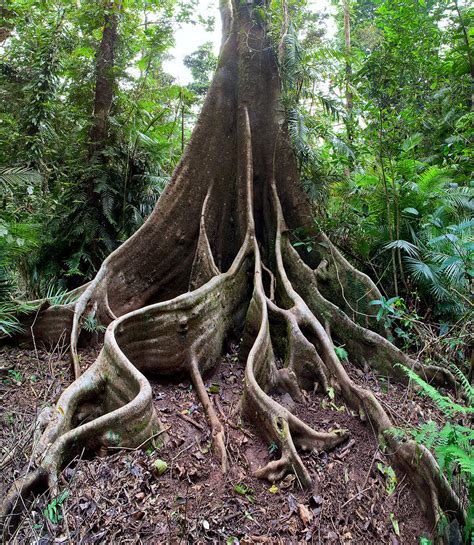 Giant Rain Forest Tree Photograph By Dirk Ercken
