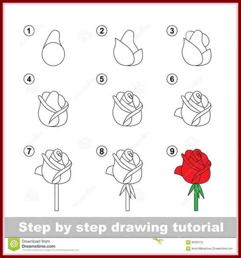 Rose Drawing Steps Beginners At Explore Collection